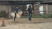 Buzz the miniture horse at Peppermin Park