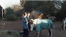 Children spoiling their horses
