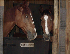 Warm blood horses at peppermint park
